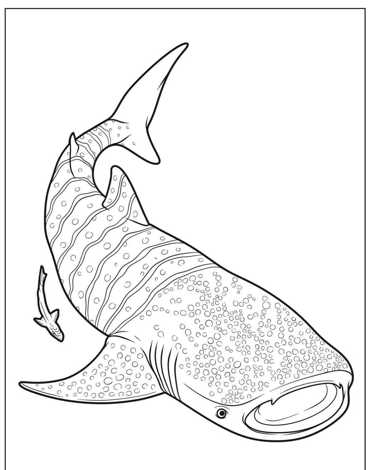 Coloriage requin baleine