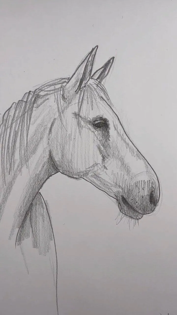 Drawing to Draw a Beautiful Horse