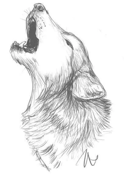 Desenho para Desenhar de um Lobo Uivando