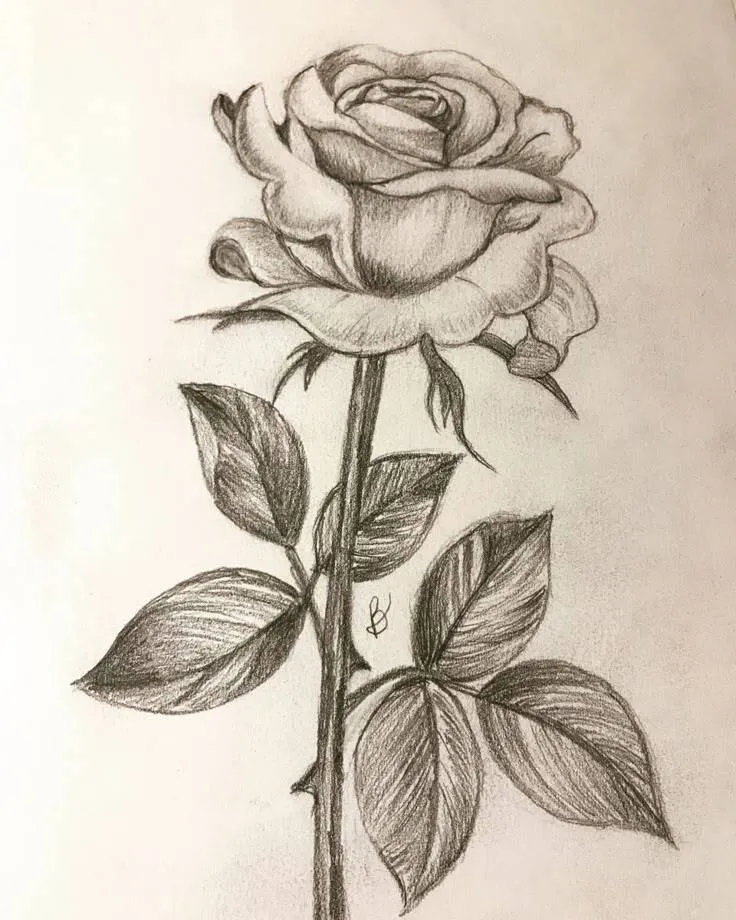 Desenho para Desenhar Bonito de uma Rosa