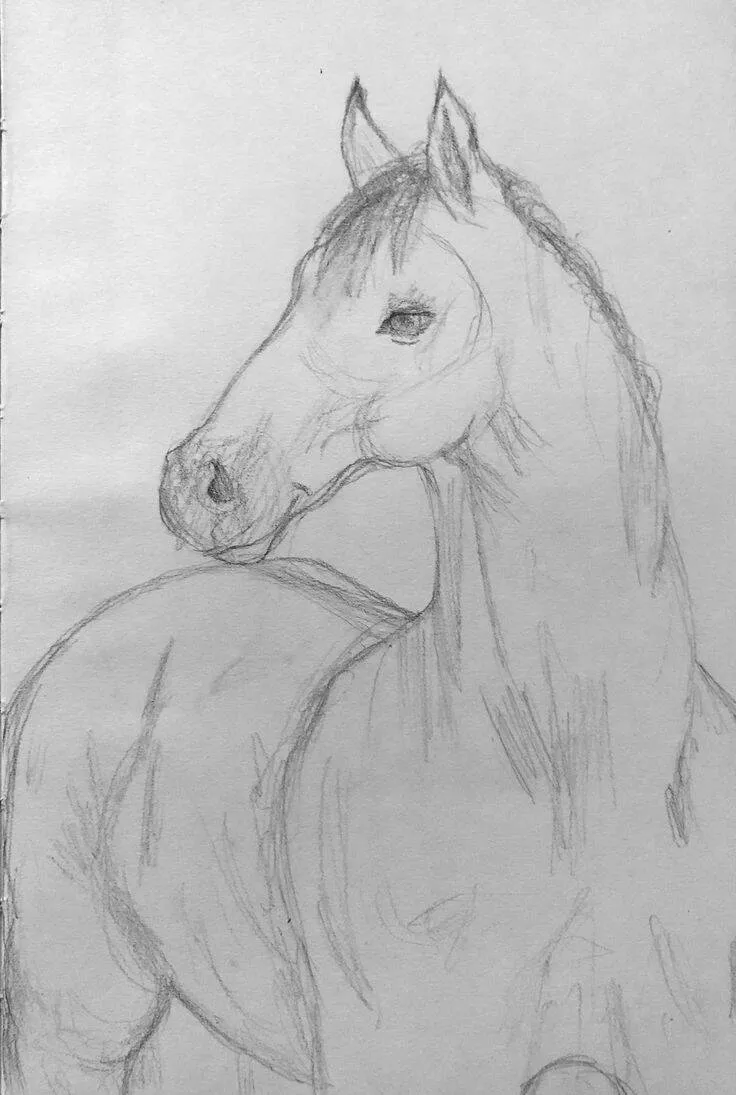 Drawing to Draw a Beautiful Horse