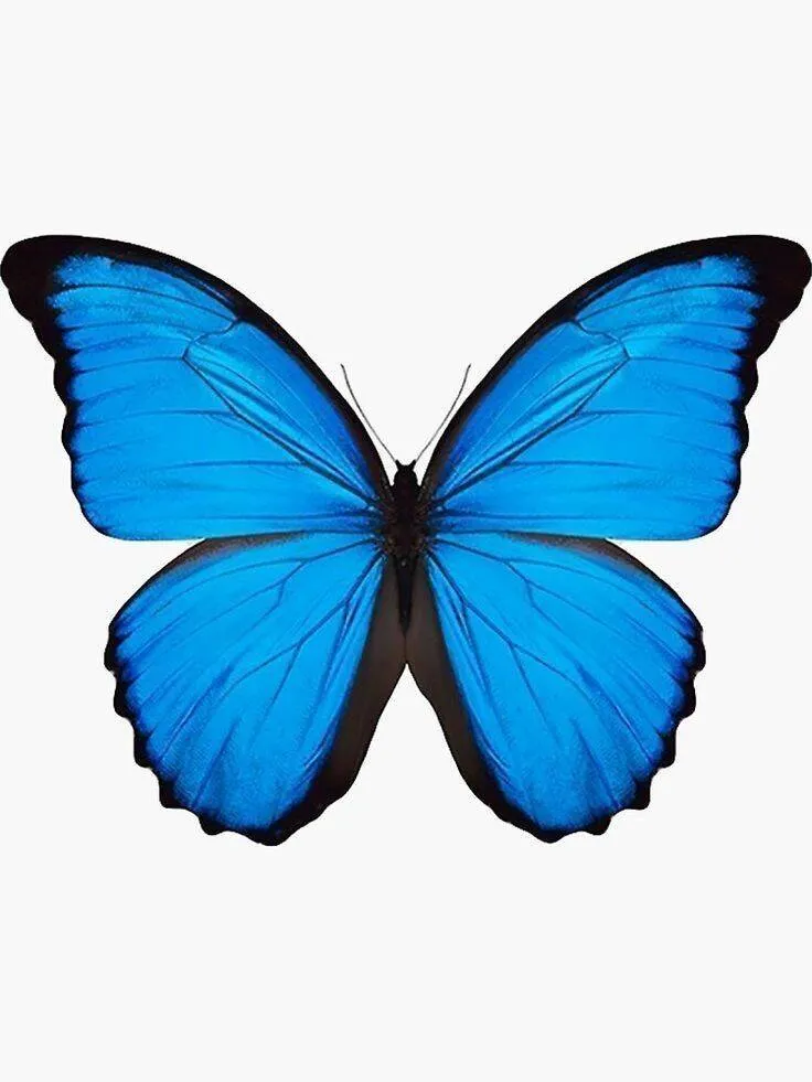 Molde de Borboleta Azul para Imprimir e Colorir com Asas Detalhadas